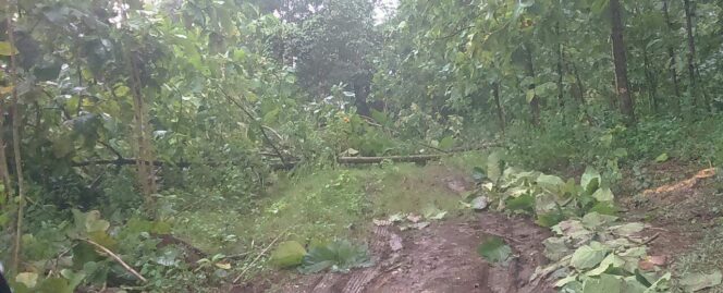 
					Pembalakan Liar Terjadi di Kebundalem Wilayah Jombang