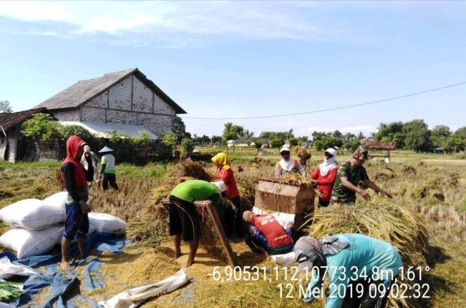 
					Babinsa Leran Terjun Ke Sawah Dampingi Kastur Panen Padi