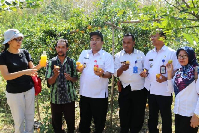 
					Potensi Tanaman Jeruk di Tanggel Blora Siap Rambah Industri Nasional.