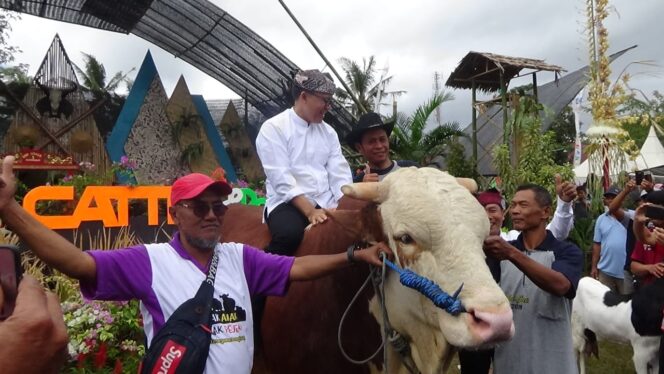 
					CATTLE AND PETS FESTIVAL. ( Festival ternak dan hewan kesayangan) 2019 KABUPATEN BANYUWANGI