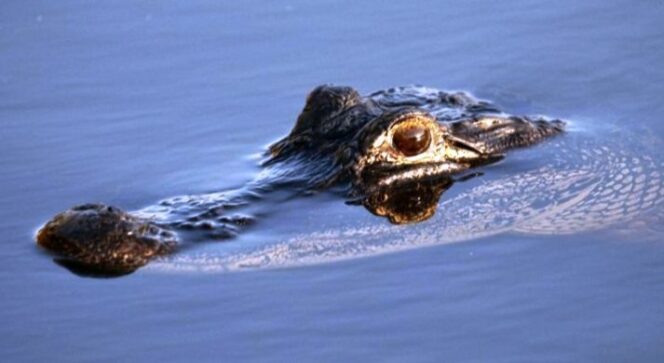 
					Penampakan Seekor Buaya Gegerkan Warga Kecamatan Tanggamus 