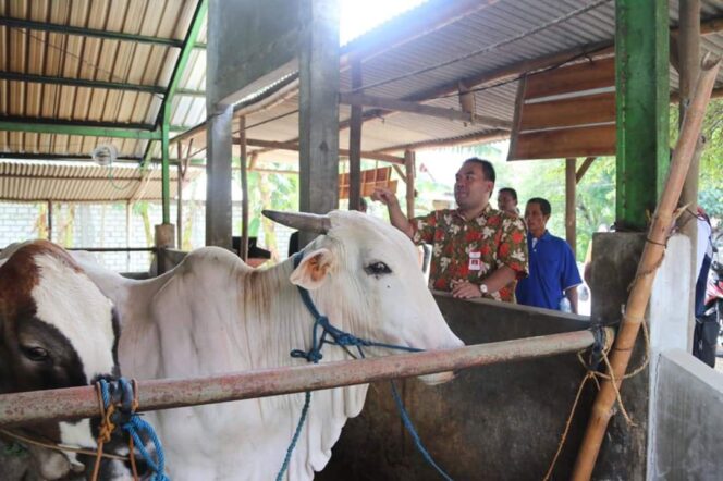 
					Pelatihan Agribisnis Sapi Potong di Desa Palon di Buka Wabup
