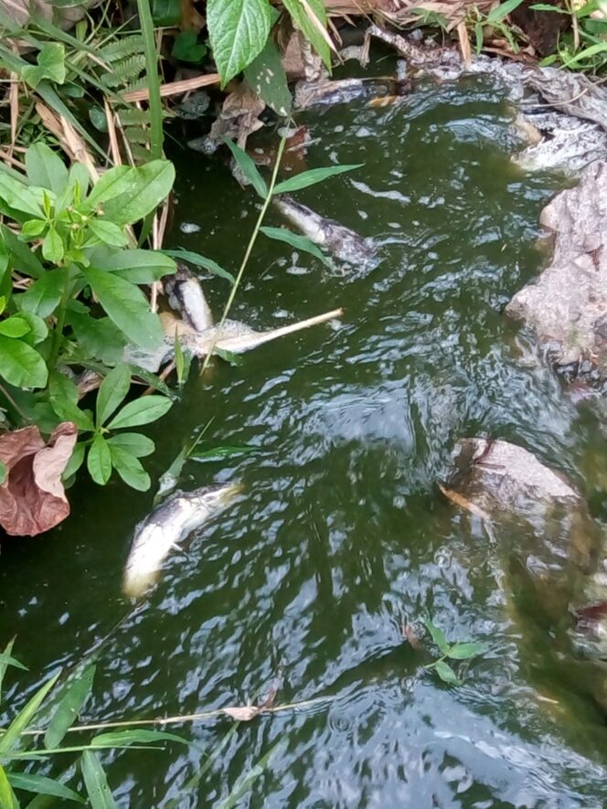 
					Terbukti Buang Limbah B3 “CV.MNF” Hanya Dapat Teguran Dari DLH Tulungagung