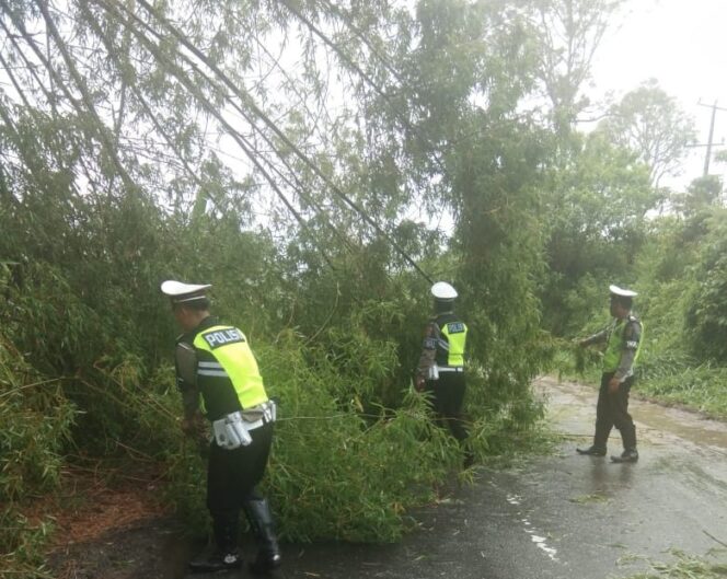 
					Jajaran Polres Lambar Evakuasi Rumpun Pohon Bambu Yang Tumbang Di Jalan Lintas Liwa