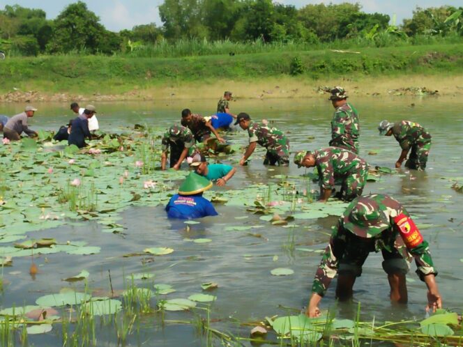 
					Eceng Gondok di Lamongan Jadi Sasaran Bersih-Bersih Warga dan TNI-AD