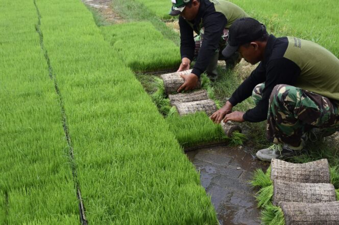 
					Banjir Pesanan Bibit Padi, SP3T Jombang Tak Mampu Penuhi Permintaan