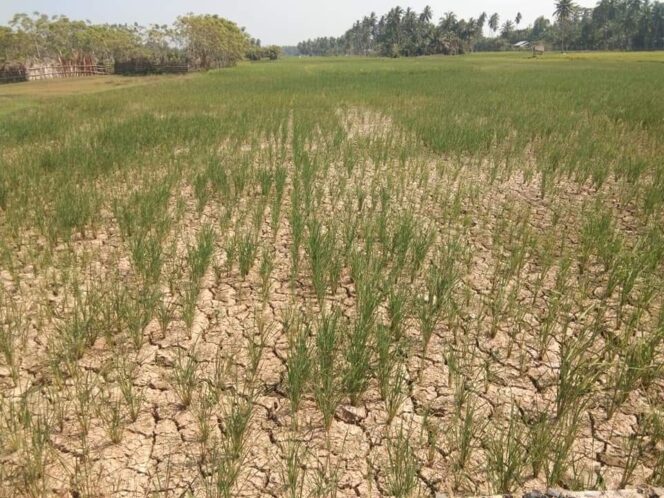 
					Aktivis FAKSI Desak Bupati Rocky Selamatkan Sawah Rakyat dari Krisis Kekeringan dan Gagal Panen