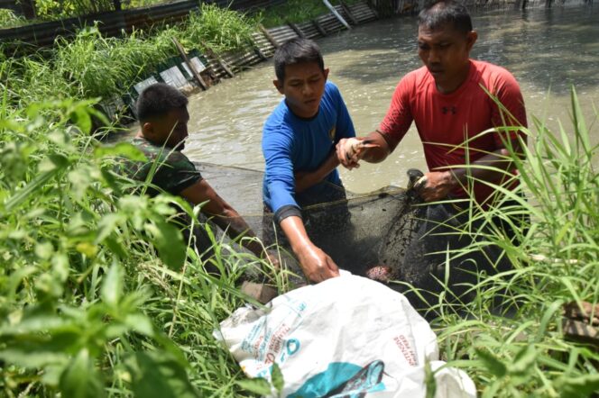 
					Budidayakan Nila, Untuk Berbagi Dengan Malaikat Pertama