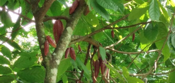 
					Budidaya Coklat Dan Bibit ICCRI 06-O8 Bersama Keltan Gondo Arum Madiun