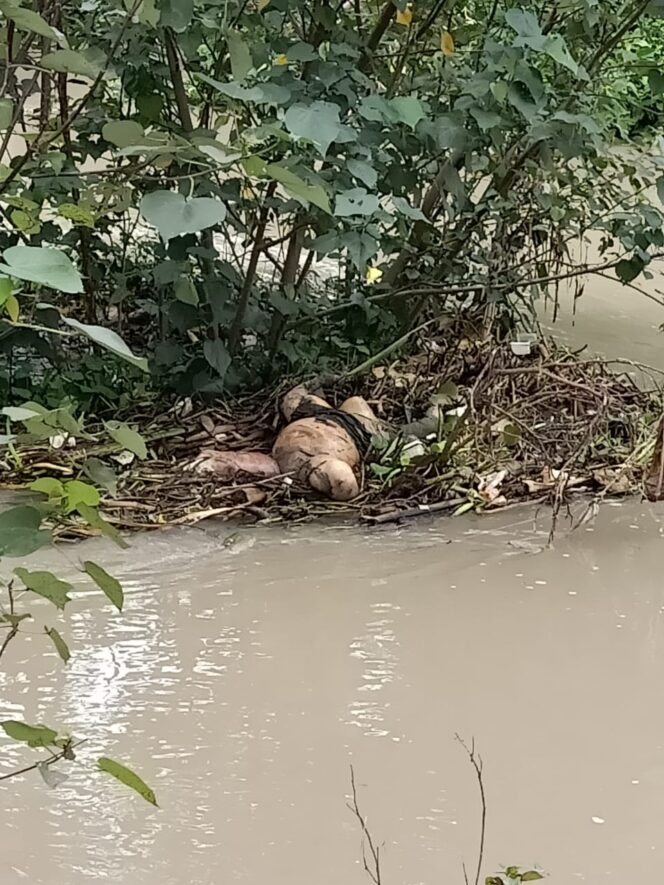 
					Penemuan Mayat Mrs. X di Sungai Konto Gegerkan Warga Kedunglosari
