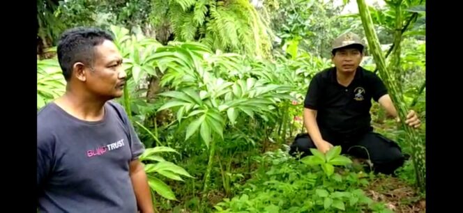 
					Camat Kare Madiun Blusukan Sosialisasikan Budidaya Tanaman PORANG