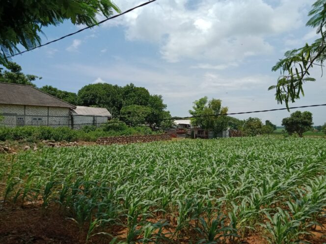
					Sebuah Gudang Penampungan Limbah B3 Wilayah Tuban Di Keluhkan Warga