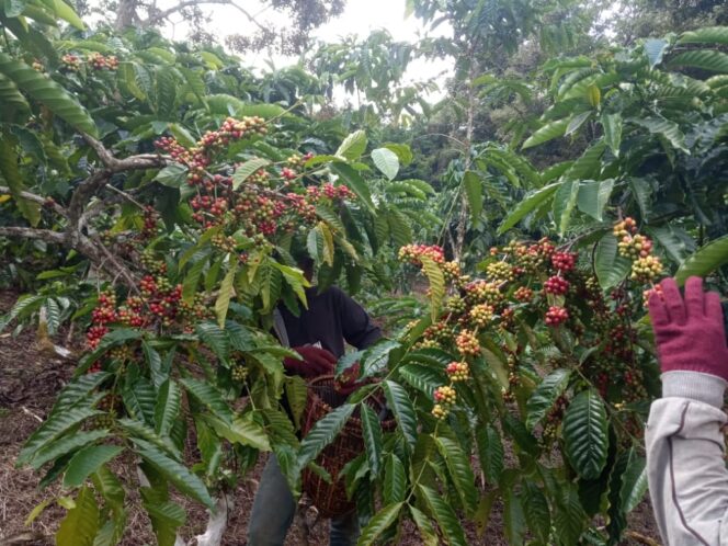 
					Kebun Kopi Dirampas, Warga Melapor Kepolres Lampung Barat