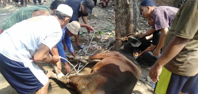 
					Pada Hari Raya Idul Adha 1441 Hijriyah Ini, “SWI Wilayah Bekasi” Laksanakan Qurban Sapi