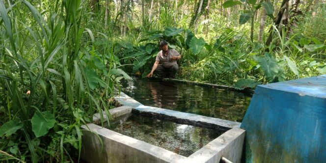 
					Warga Mengeluh Sumber Air Mati Akibat “Hutan Sonokeling Candipuro Lumajang” Di Gunduli Perhutani