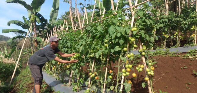 
					Kelompok Tani Makmur Desa Kare Panen Raya Tomat Diatas Lahan Sengketa