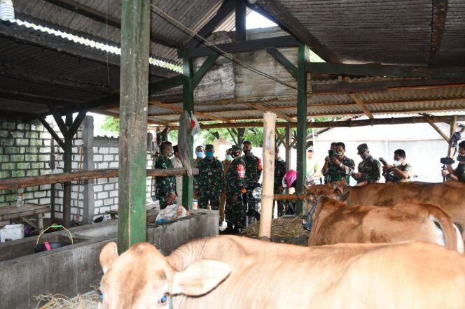 
					Program Penggemukan Sapi Milik Kodim Lamongan, Jadi Perhatian Danrem 082/CPYJ