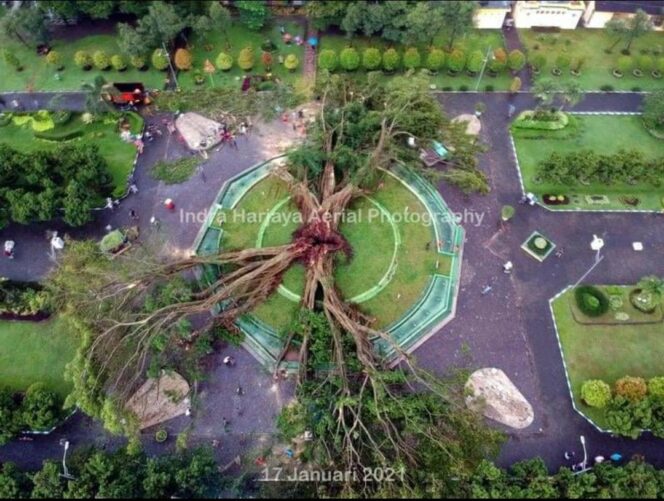 
					Beringin Berusia 141 Tahun di Alun-alun Lumajang Tumbang