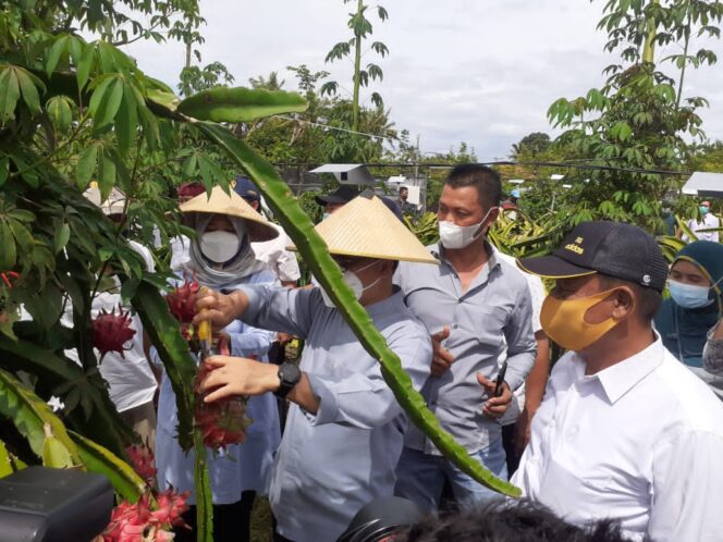 
					Kembangkan Varietas Buah Lokal, Bupati Anas Kunjungi Kebun Warga Kalipait