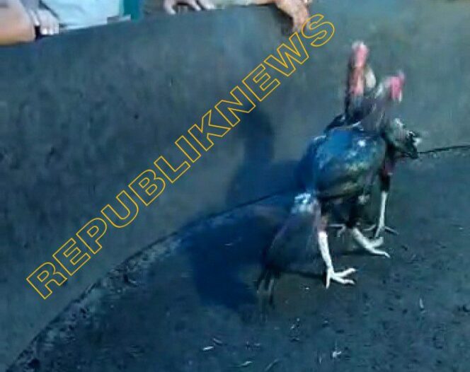 
					Oknum Peratin/Kades Wilayah Kecamatan Kerui Selamat Ikut Nimbrung Dikerumunan Judi Sabung Ayam