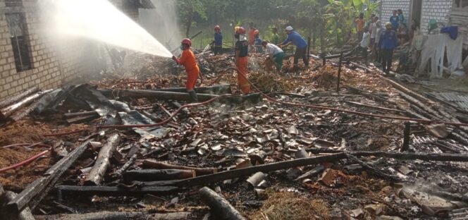 
					5 Ekor Kambing Plus Rumah Hangus Terbakar