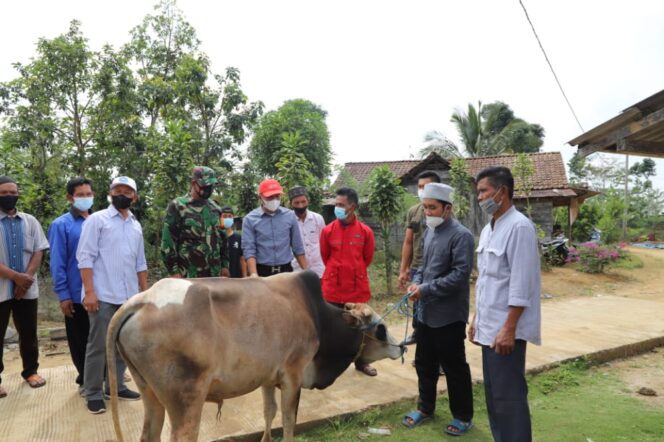 
					Idul Adha, Pemkab Lampung Barat Serahkan Satu Ekor Sapi Qurban