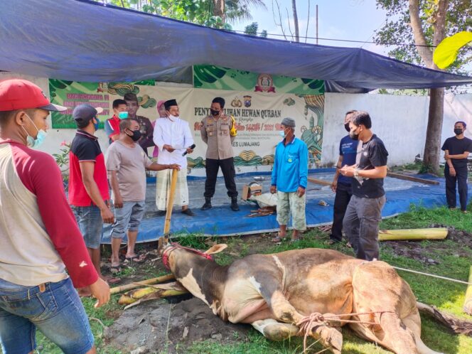 
					Sambut Idul Idha, Polres Lumajang Sembelih 4 Ekor Sapi Untuk Warga Terdampak