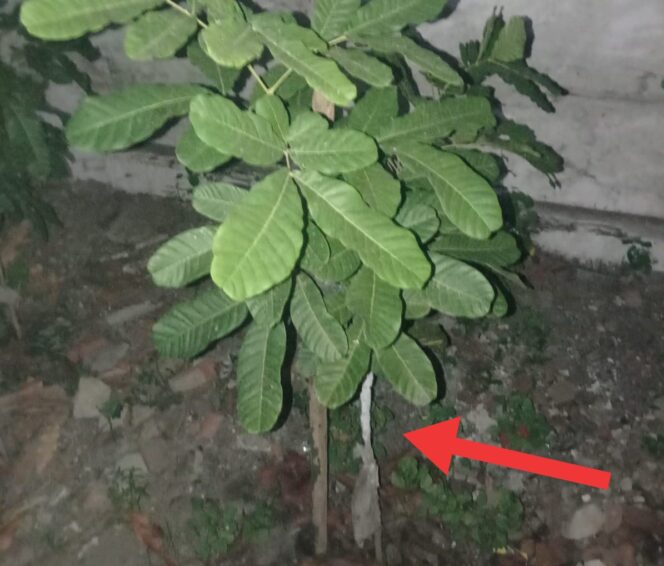 
					KPH Probolinggo Budidayakan Kutu Lak Untuk Produksi Bahan Pelitur