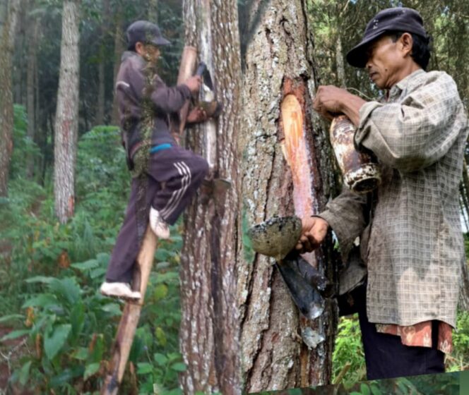 
					Salim Dari Ponorogo Penyadap Pinus KPH Lawu Ds