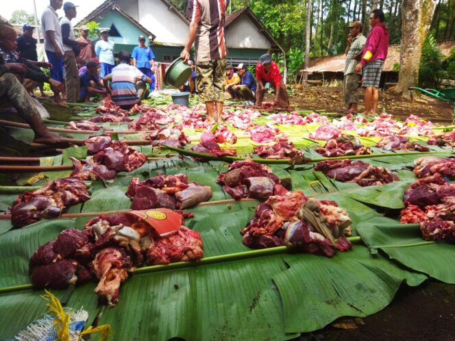 
					Perhutani KPH Banyuwangi Barat Tingkatkan Produksi Getah Pinus dengan Adakan Arisan Daging Sapi