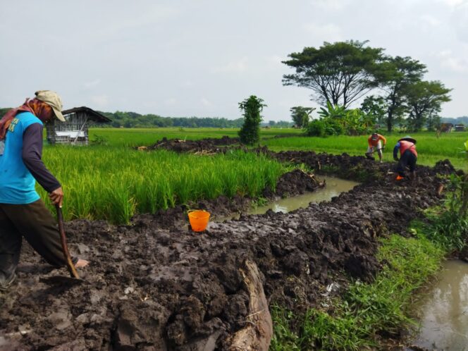 
					Beri Manfaat 50 Hektar, Hippa Sumber Mukti Desa Gandu Bangun Saluran Irigasi Dari Program P3TGAI