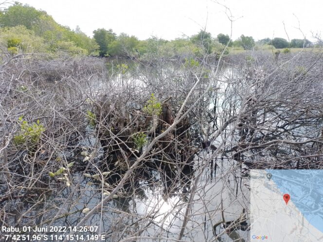 
					LPLH TN BERSAMA GAKKUM KLHK AKAN MENEGAKKAN HUKUM TENTANG DUGAAN PENGRUSAKAN MANGROVE