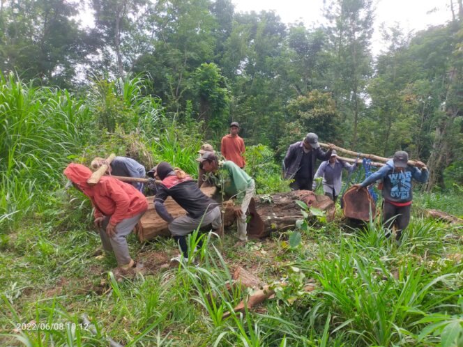 
					Bersama Jajaran Polsek Lumbang Perhutani Probolinggo Amankan 22 Batang Kayu Sonokeling  Yang Roboh Akibat Angin Puting Beliung
