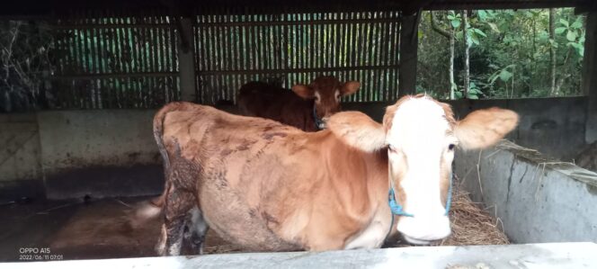 
					Ada Penyimpangan “Bantuan Hibah Sapi Ternak Di Magetan” 2 Ekor Untuk 10 Orang