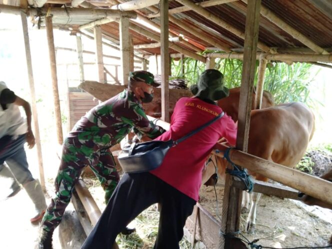 
					185 Ekor Sapi di Desa Tusan Jadi Target Vaksinasi