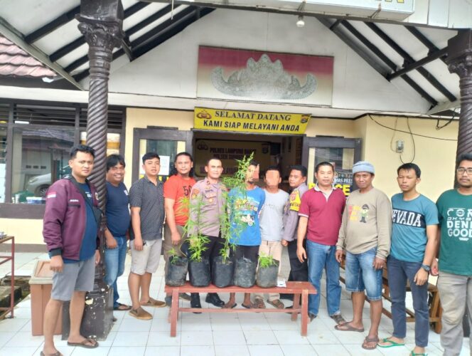 
					Polsek Sumber Jaya Polres Lampung Barat Ungkap Pemilik Tanaman Ganja