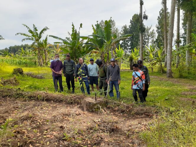 
					Tanaman Damar dan Manting Dirusak Orang, Perhutani Langsung Tanam Kembali