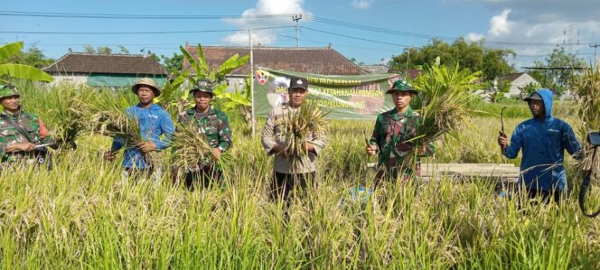 
					Kabupaten Klungkung Masuki Musim Panen Padi Ciherang