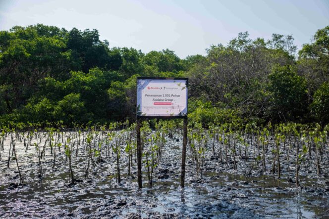 
					Hijaukan Teluk Benoa, Akulaku Group Tanam 1.001 Mangrove Gandeng LindungiHutan
