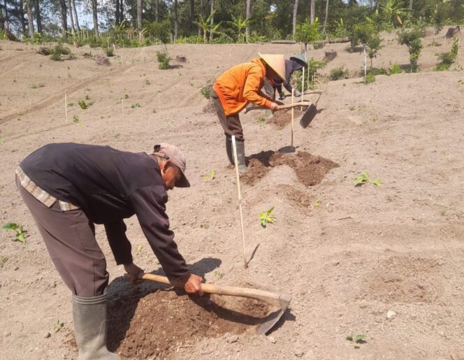 
					Kembalikan Fungsi Hutan, BKPH Pronojiwo KPH Probolinggo Lakukan Reboisasi