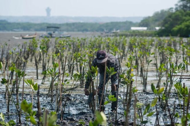 
					POLUTREE: Solusi Inovatif untuk Atasi Polusi Udara dan Emisi Karbon